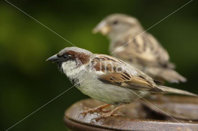 Huismus (Passer domesticus)