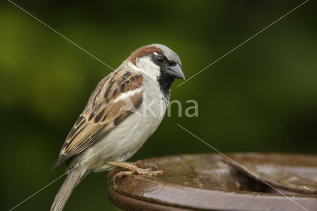 Huismus (Passer domesticus)