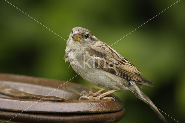 Huismus (Passer domesticus)