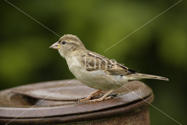 Huismus (Passer domesticus)