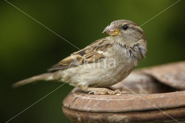 Huismus (Passer domesticus)