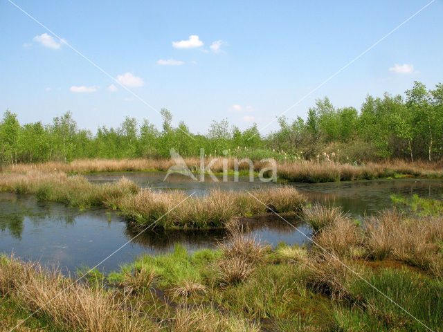 Internationaal Natuurpark Bourtanger Moor-Bargerveen