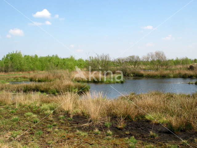 Internationaler Naturpark Bourtanger Moor-Bargerveen