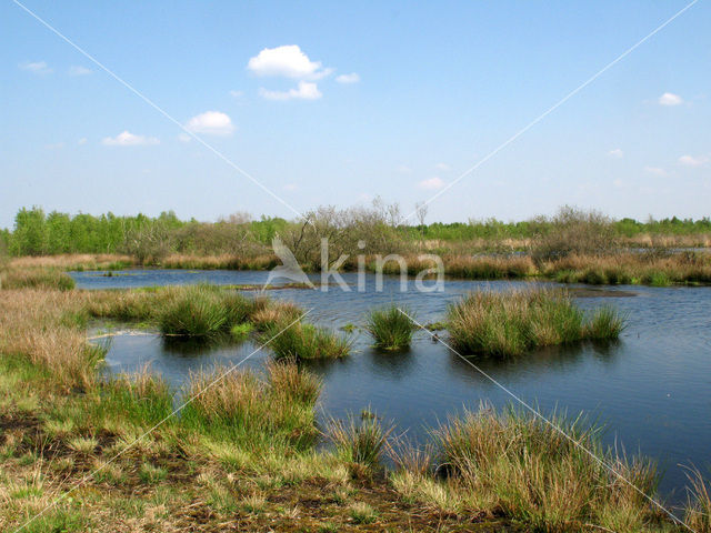 Internationaal Natuurpark Bourtanger Moor-Bargerveen