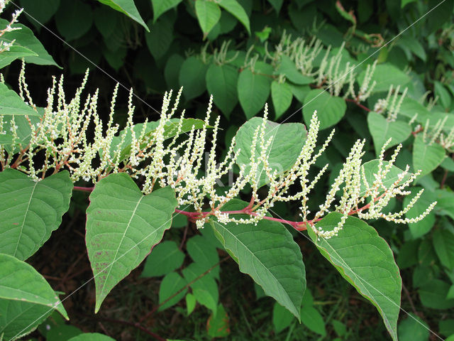 Japanese Bindweed (Fallopia japonica)