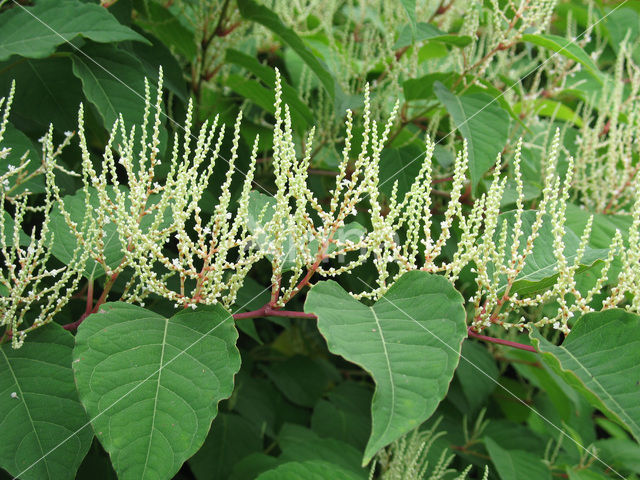 Japanese Bindweed (Fallopia japonica)