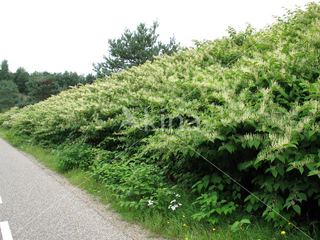 Japanese Bindweed (Fallopia japonica)