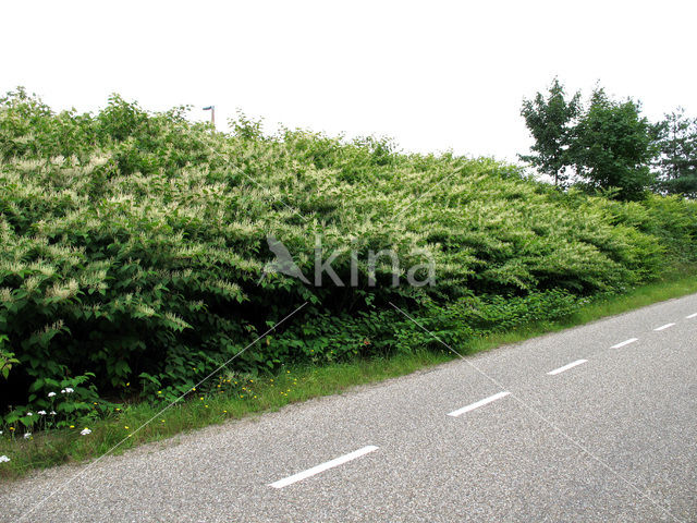 Japanese Bindweed (Fallopia japonica)