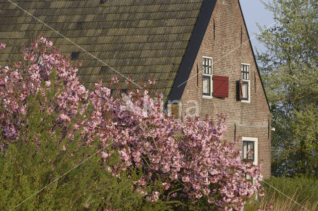 Japanse sierkers (Prunus serrulata)