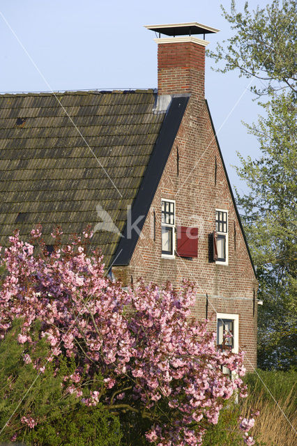 Japanse sierkers (Prunus serrulata)