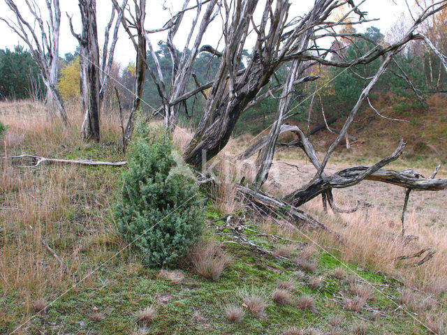 common juniper (Juniperus communis)