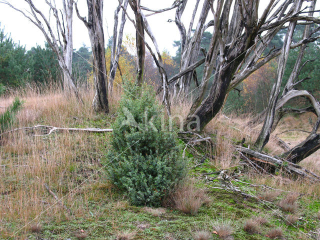 common juniper (Juniperus communis)