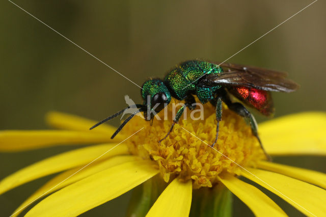 Juweelwesp (Hedychrum nobile)