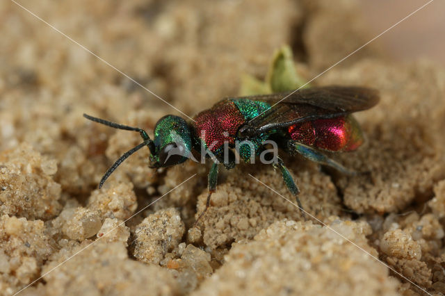 gold wasp (Hedychrum nobile)