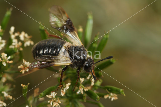 Kamperfoeliebladwesp (Abia fasciata)