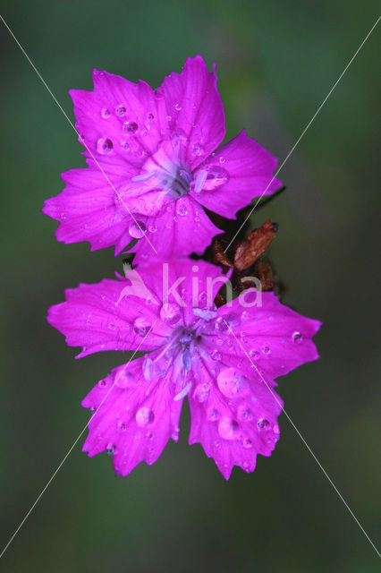 Carthusian Pink (Dianthus carthusianorum)