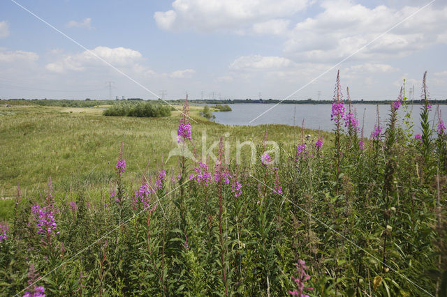 Kattenstaart (Lythrum spec.)