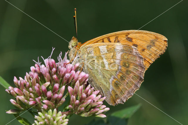 Keizersmantel (Argynnis paphia)