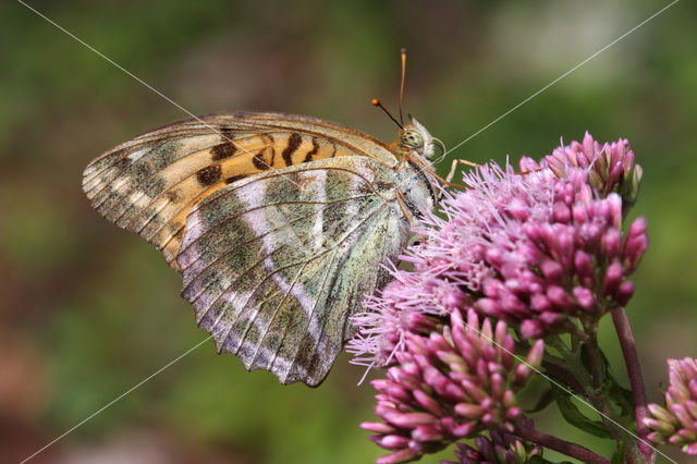 Silver-washed Fritillary (Argynnis paphia)