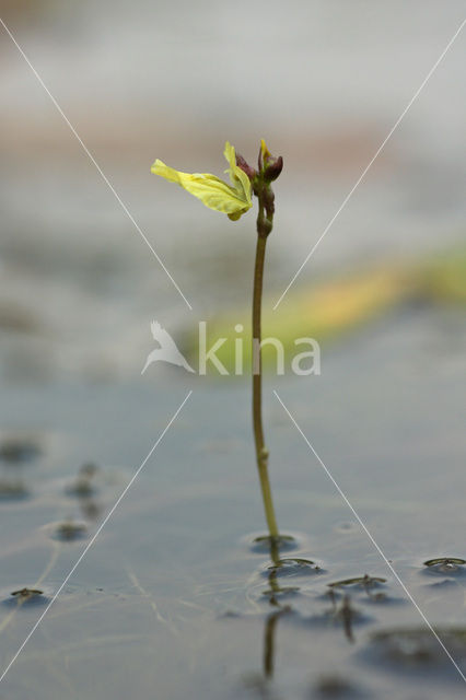 Klein blaasjeskruid (Utricularia minor)