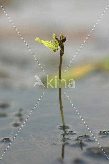 Lesser Bladderwort (Utricularia minor)