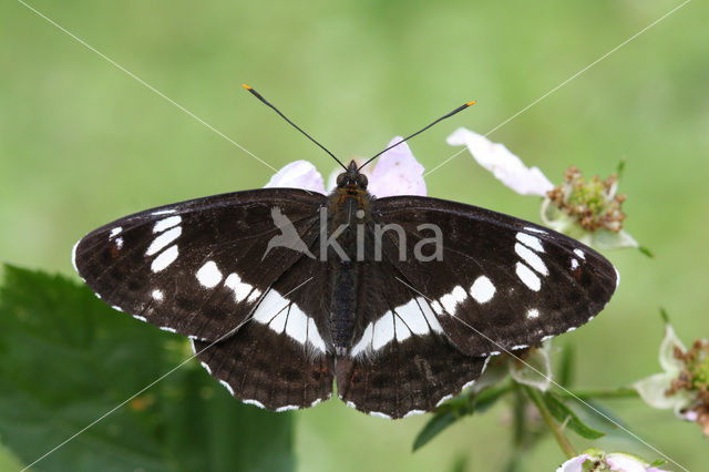 Kleine IJsvogelvlinder (Limenitis camilla)