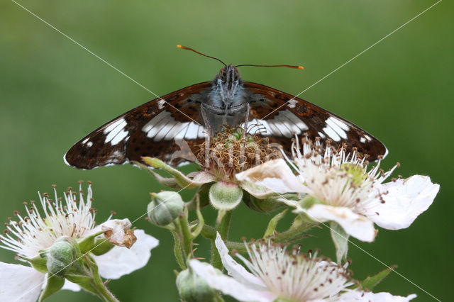 Kleine IJsvogelvlinder (Limenitis camilla)