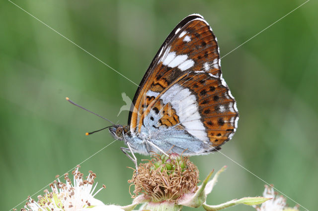 Kleine IJsvogelvlinder (Limenitis camilla)