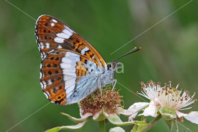 Kleine IJsvogelvlinder (Limenitis camilla)