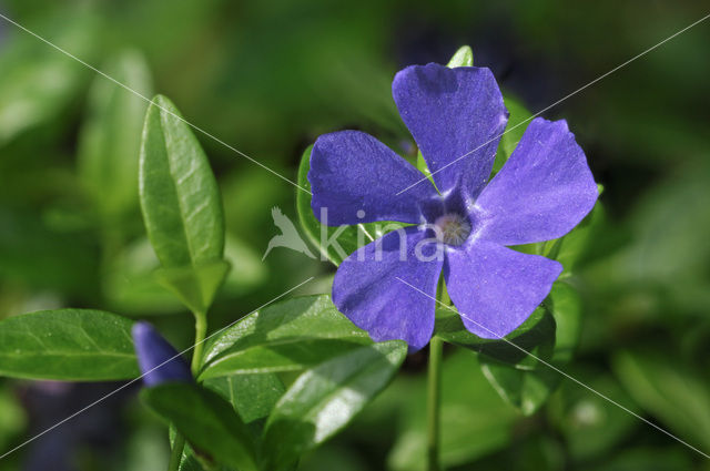 Kleine maagdenpalm (Vinca minor)