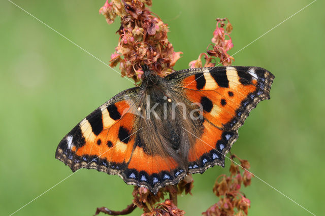 Small Tortoiseshell (Aglais urticae)