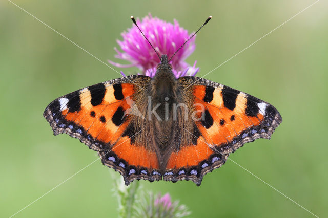 Small Tortoiseshell (Aglais urticae)