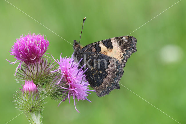 Kleine vos (Aglais urticae)