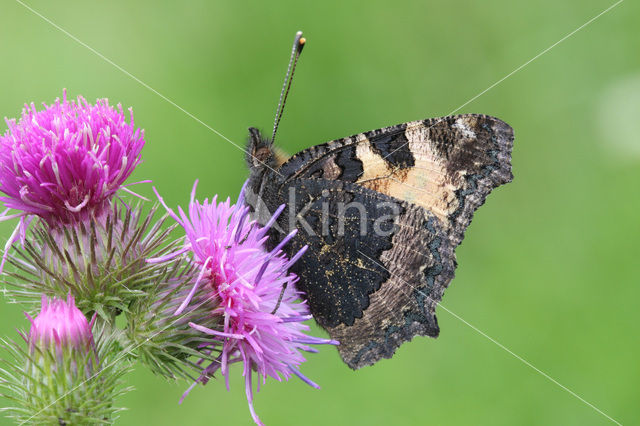 Kleine vos (Aglais urticae)