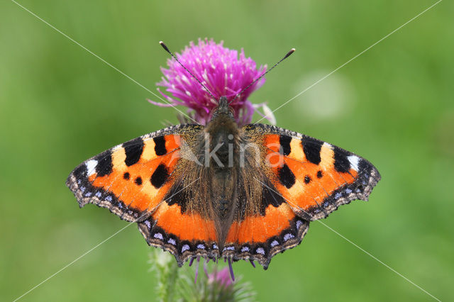 Kleine vos (Aglais urticae)