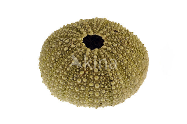 Shore sea urchin (Psammechinus miliaris)