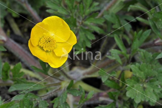 Bulbous Buttercup (Ranunculus bulbosus)