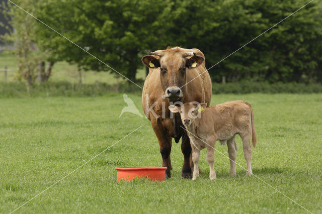 Cow (Bos domesticus)