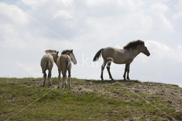 Konikpaard