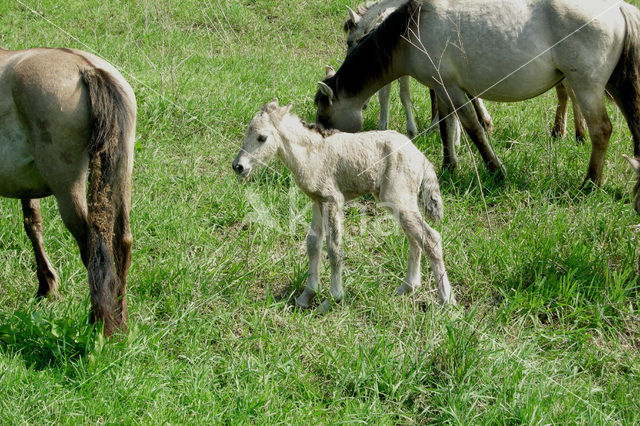 Konik horse (Equus spp)