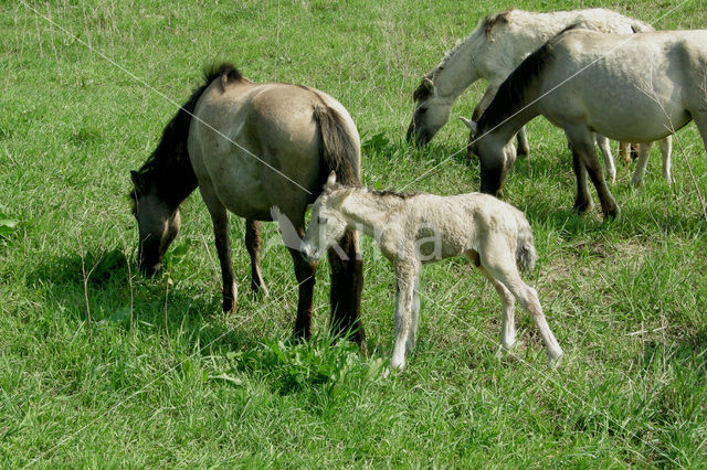 Konik horse (Equus spp)