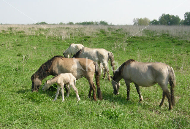 Konik horse (Equus spp)