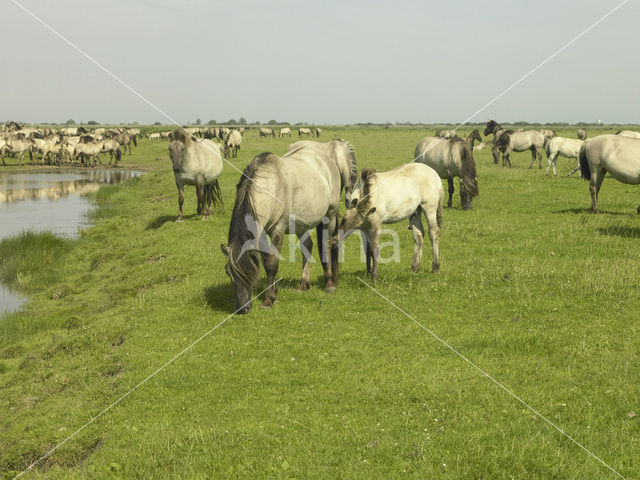 Konik horse (Equus spp)