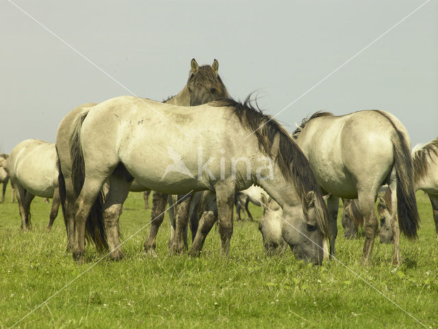 Konik horse (Equus spp)