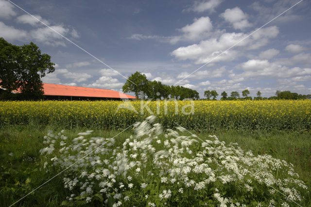 Koolzaad (Brassica napus)