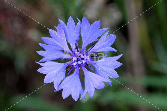 Cornflower (Centaurea cyanus)