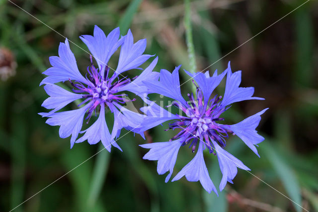 Korenbloem (Centaurea cyanus)