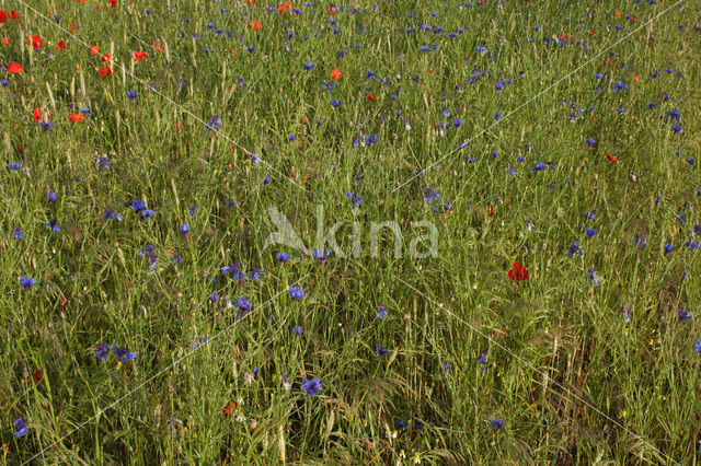 Cornflower (Centaurea cyanus)