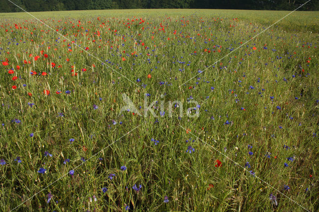 Cornflower (Centaurea cyanus)