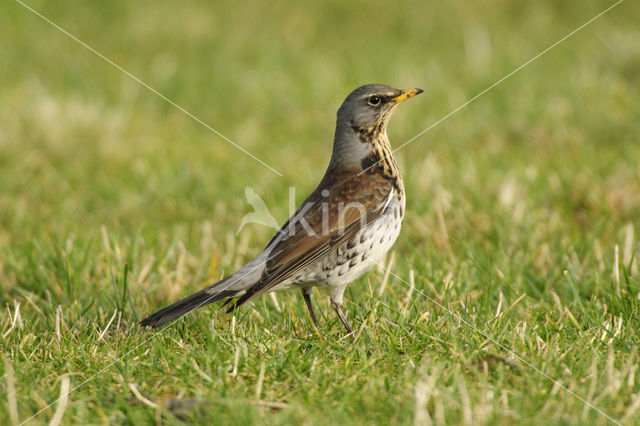 Fieldfare (Turdus pilaris)